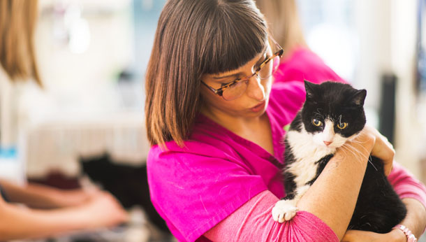 Cheaper Vet Care for Senior Pets