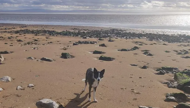 Collie on beach