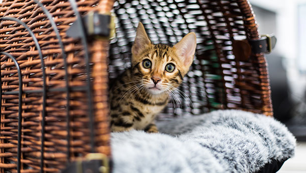 Kitten in Cat Carrier