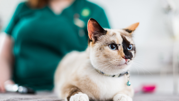 Thyroid disease in your cat?