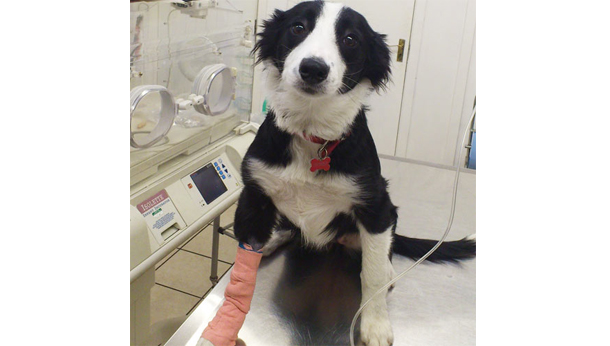 dog bandage