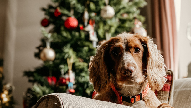 Pets advice for Christmas