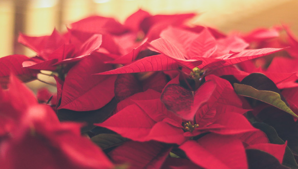Poinsettia – Protect Your Pets
