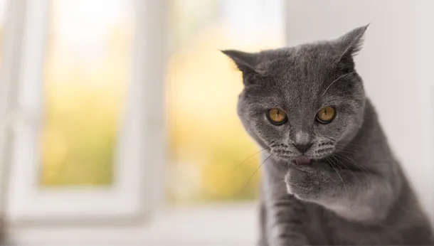 Grey elderly cat wellness profile