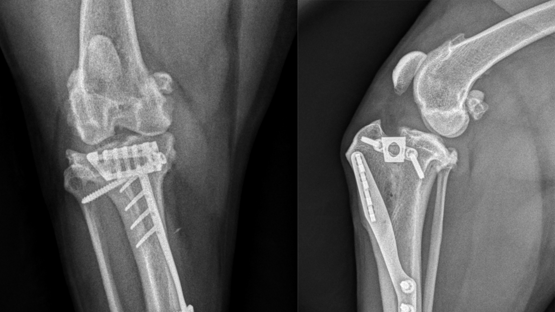 veterinary surgical x-rays