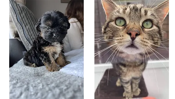 puppy and cat close up