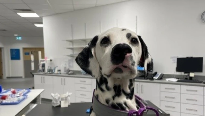 dalmation-puppy-at-veterinary-hospital
