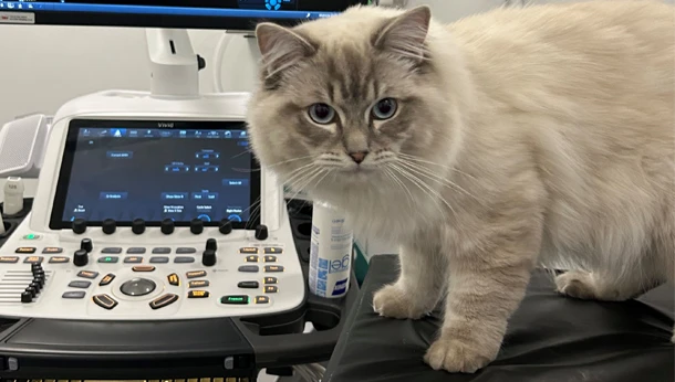 cat by veterinary ultrasound scanner