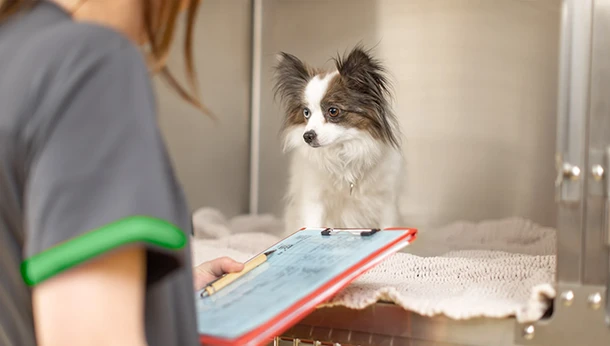 dog in veterinary hospital kennel