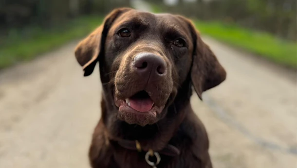 Pippa chocolate labrador dog