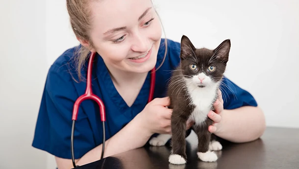 Black and white kitten with vet