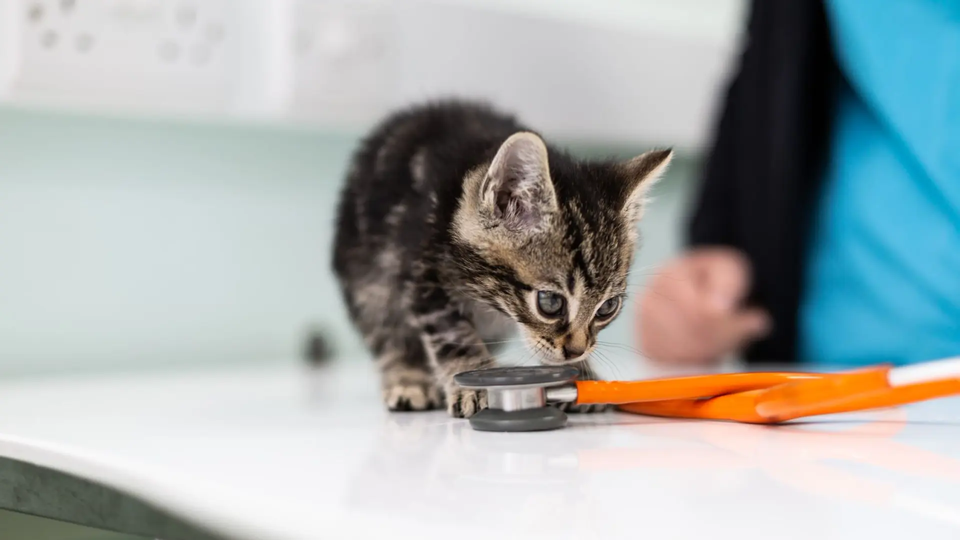 Kitten at veterinary practice