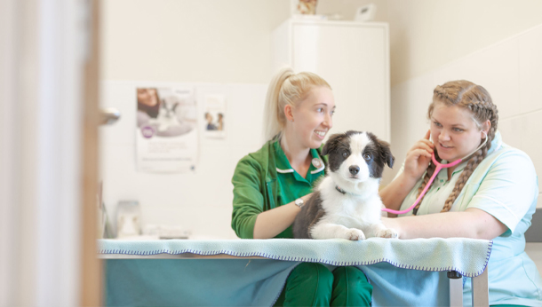 Collie in Clinic