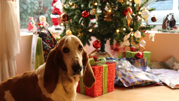 Christmas Hazards for Pets