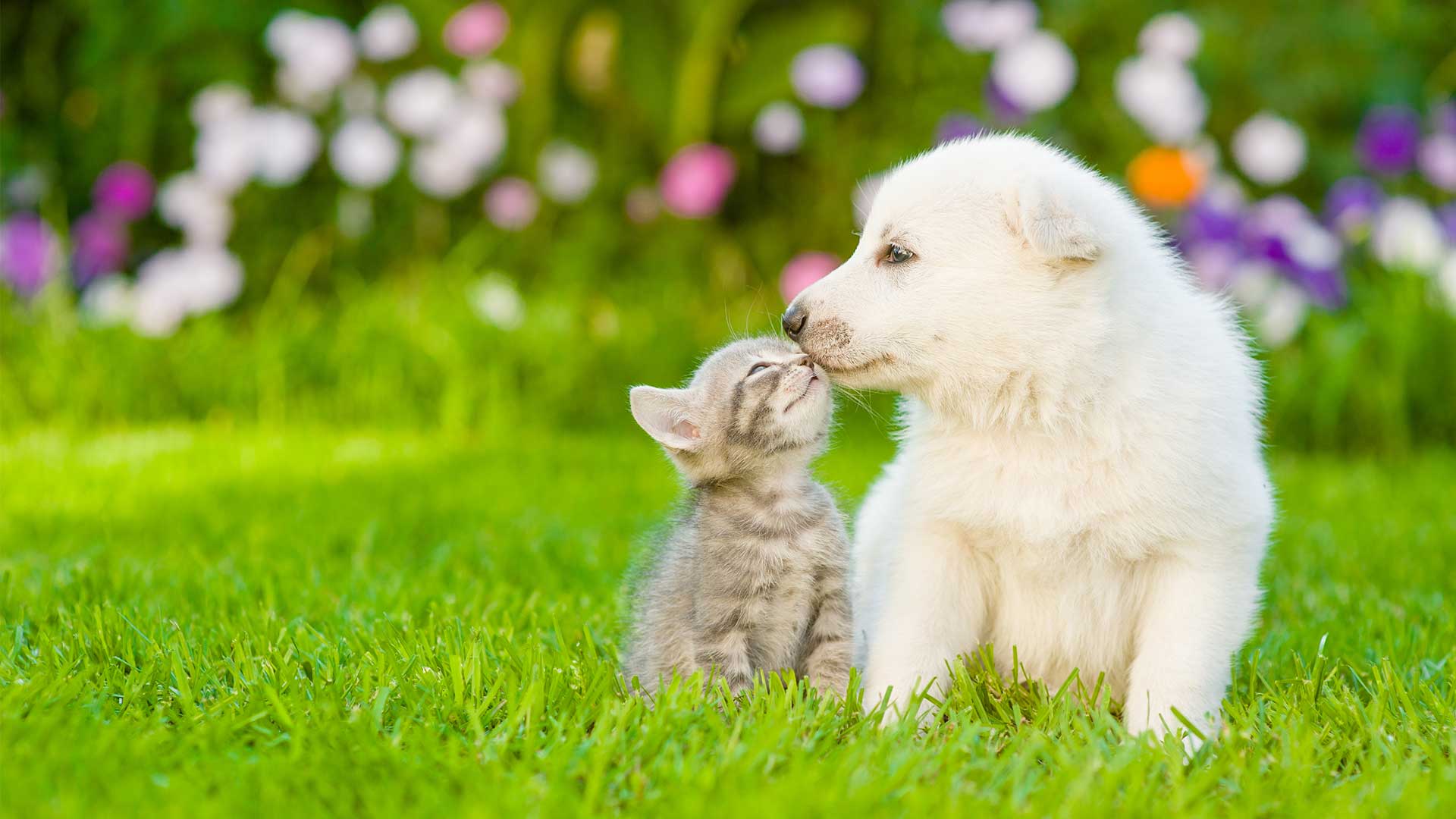 puppy and kitten outside