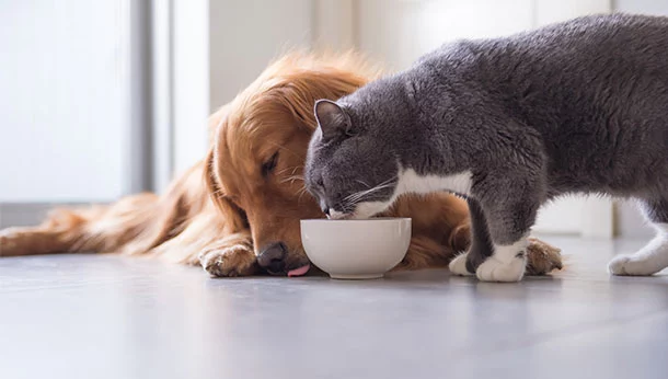 Cat eating from bowl, dog in the background