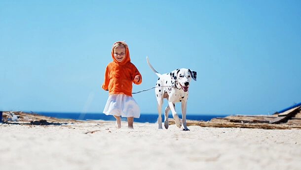 Child and dalmation walking along the beach