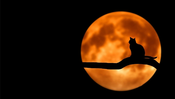 Silhouette of cat sitting on branch against an orange moon