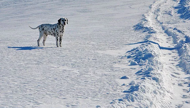 Dalmation standing in snow