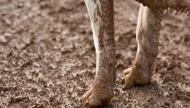 Dog's legs standing in mud