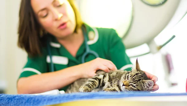 Kitten in a nurse consultation