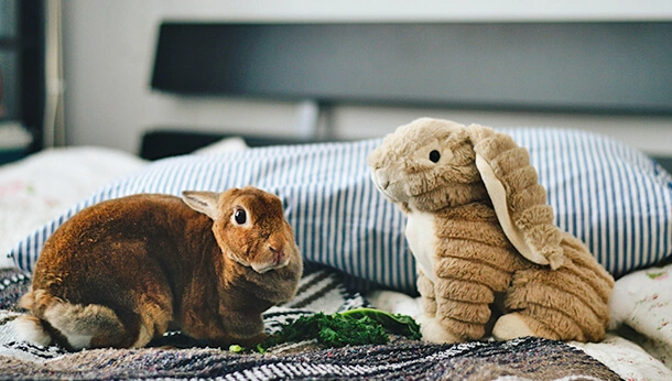 Rabbit sitting with rabbit shaped soft toy