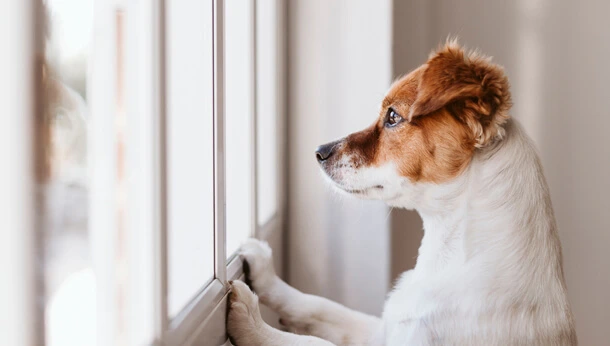Small dog looking out of a window