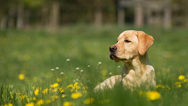 Labrador sitting in long grass