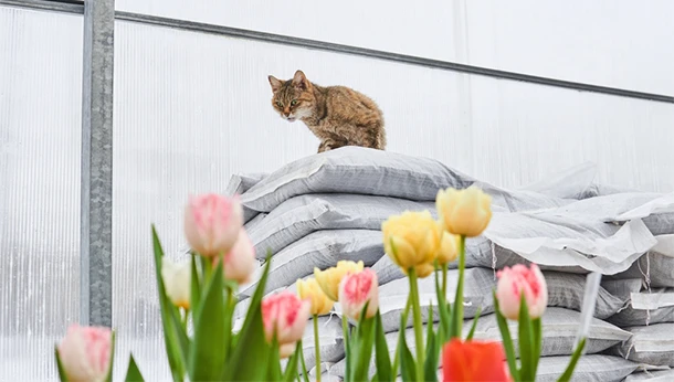 Cat inside a greenhouse