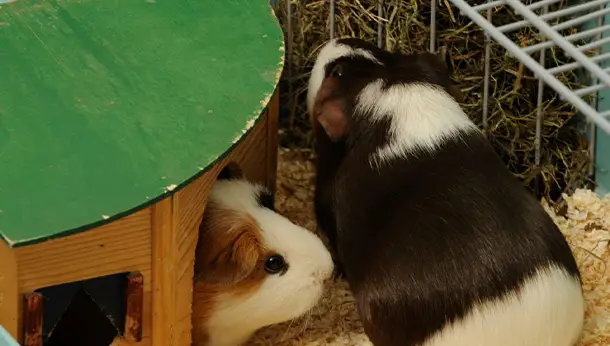 two multi-coloured guinea pigs in a cage with one coming out of a hidey house