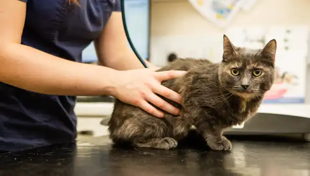 Cat microchipping offer at Congleton Vets