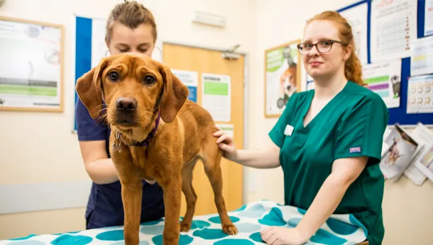 Congleton Vets, brown dog - Antibiotic Anesty