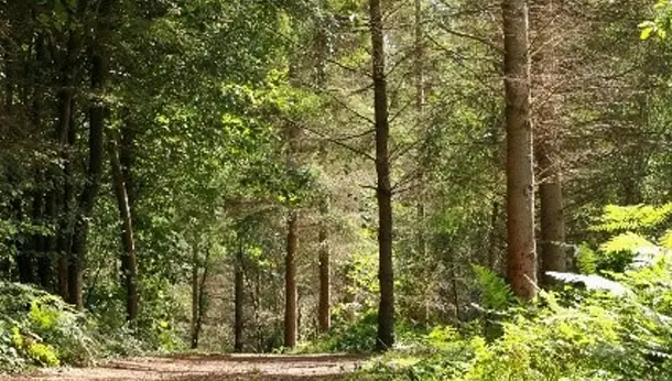 Green forest in the summer months in Axminster