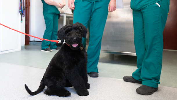 Black Dog in Clinic