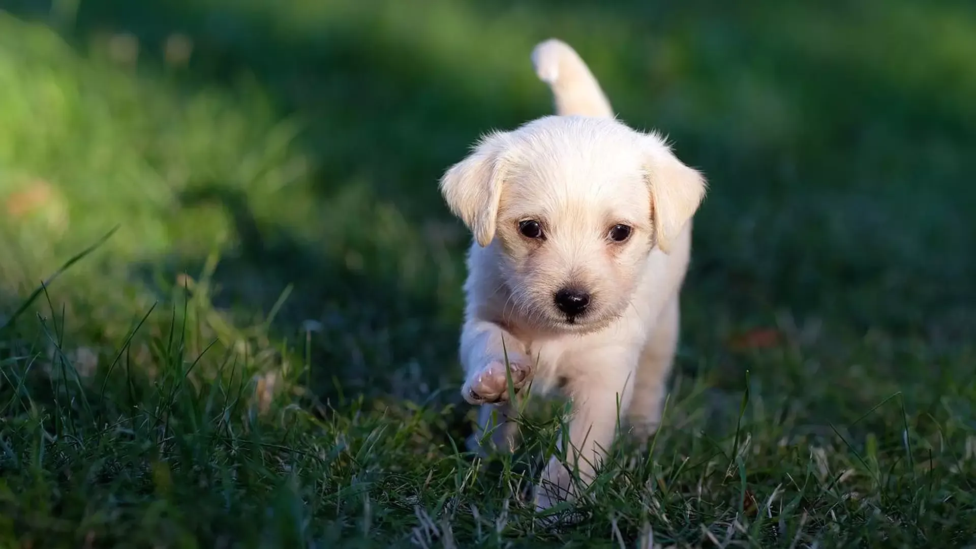 white-puppy-in-grass