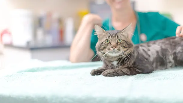 Cat in vet consult
