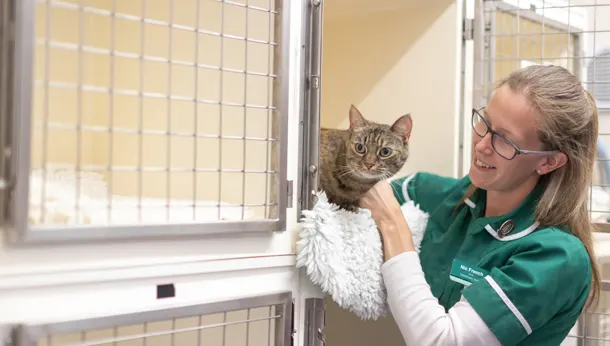 Cat in kennel and veterinary nurse
