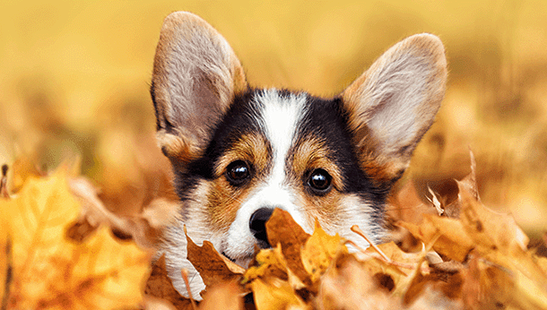 Autumn pet illnesses