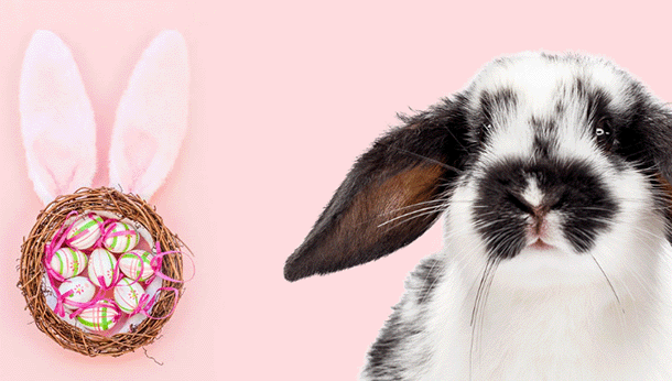 Curious habits of bunny rabbits