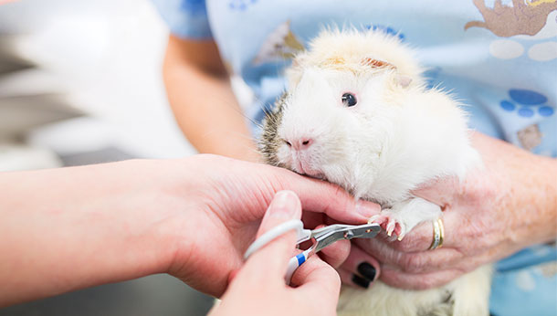 Guinea Pig Clipping
