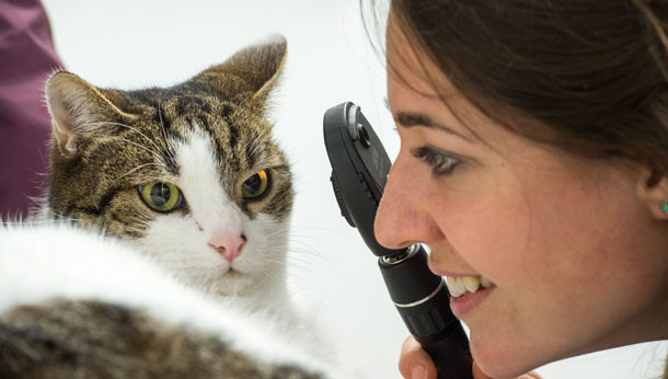 Cat ear exam