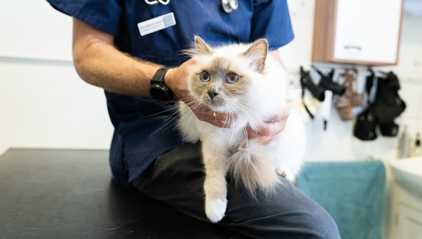 cat in vet consult room