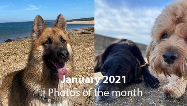 January 2021 Photo of the Month