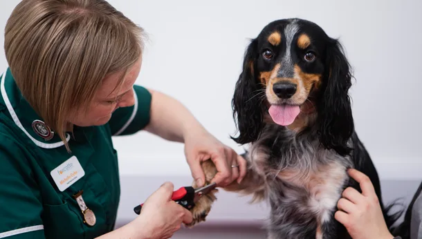 Dog nail clip with nurse