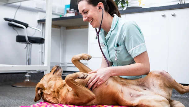 Dog with nurse