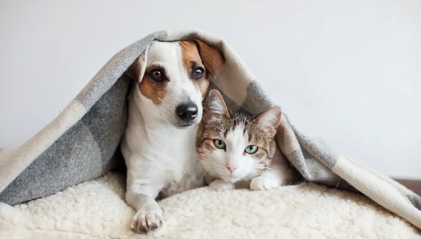 terrier dog and cat lying under blanket