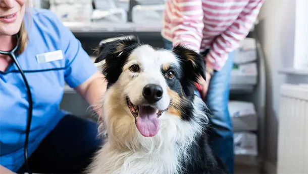 Collie at Veterinary Practice