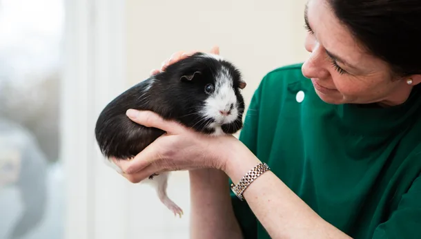 Vet with guinea pig