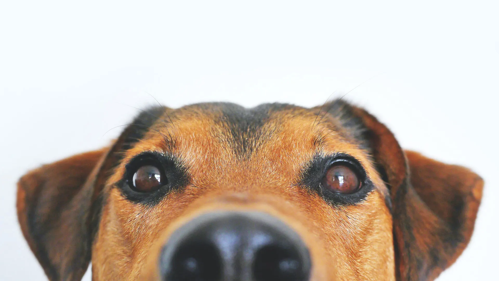 dog nose close up