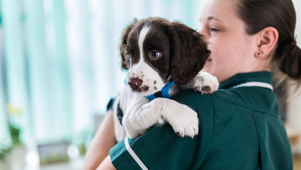 puppy on nurse shoulder